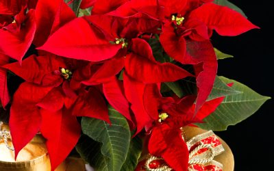 Christmas Flowers from Lombardo’s Flowers in the Yarra Valley