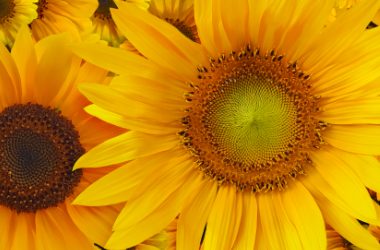 The Meaning Behind Popular Flowers (And What to Send for Each Occasion)